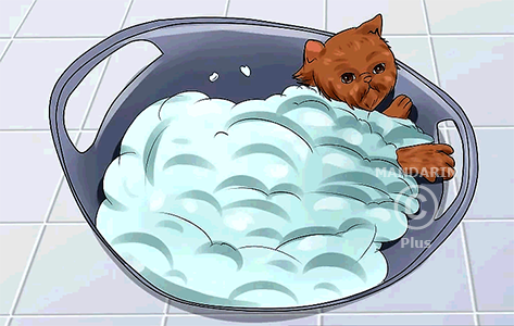 мытьё кошки